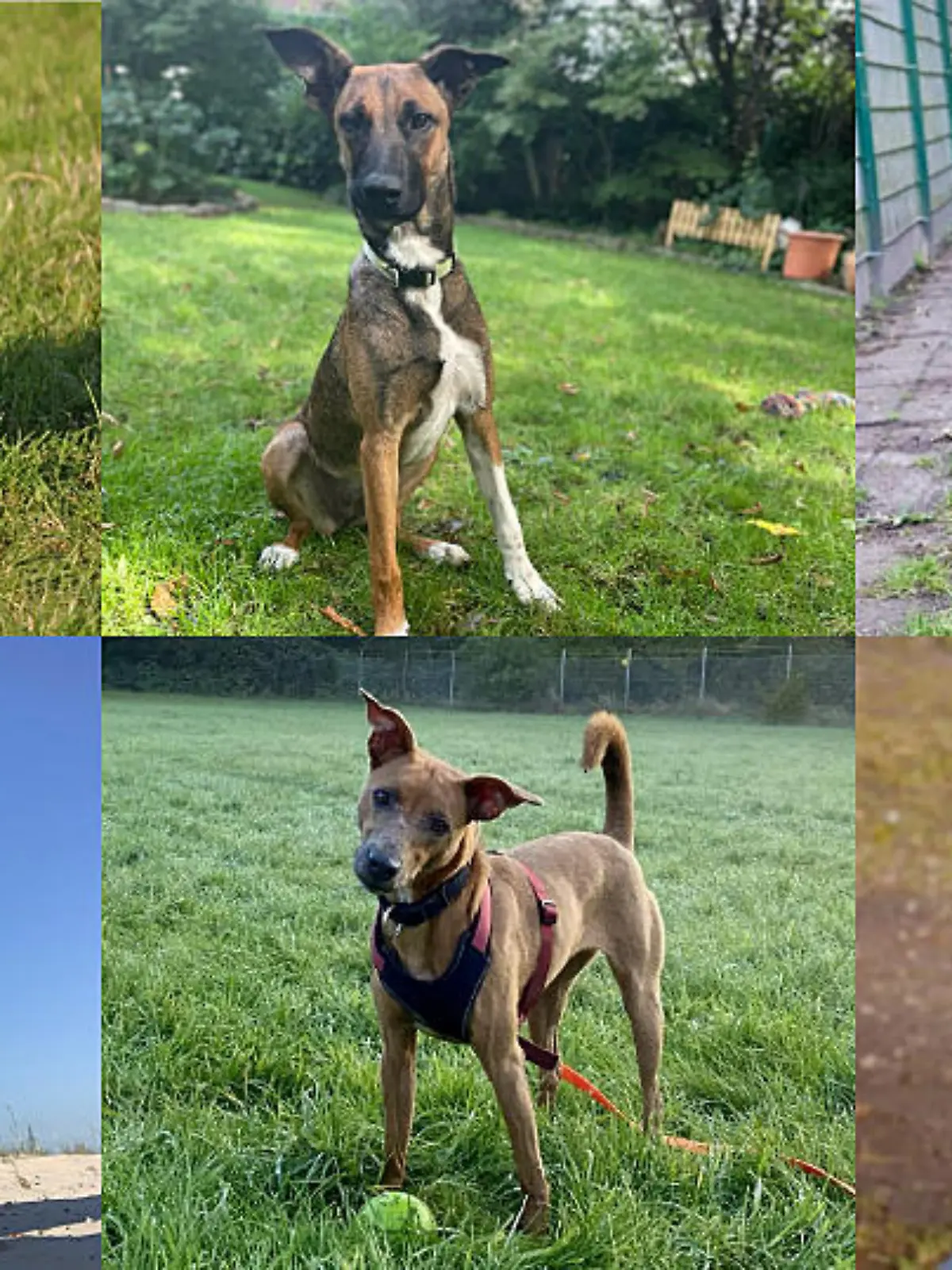 Diese Hunde suchen bei "Die Unvermittelbaren mit Martin Rütter" ein neues Zuhause