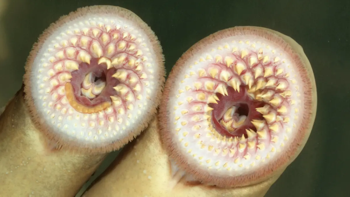Meerneunauge (Petromyzon marinus), Bezahnung der Saugscheibe, Deutschland, Baden-Wuerttemberg, Rhein | sea lamprey (Petromyzon marinus), teeth, Germany