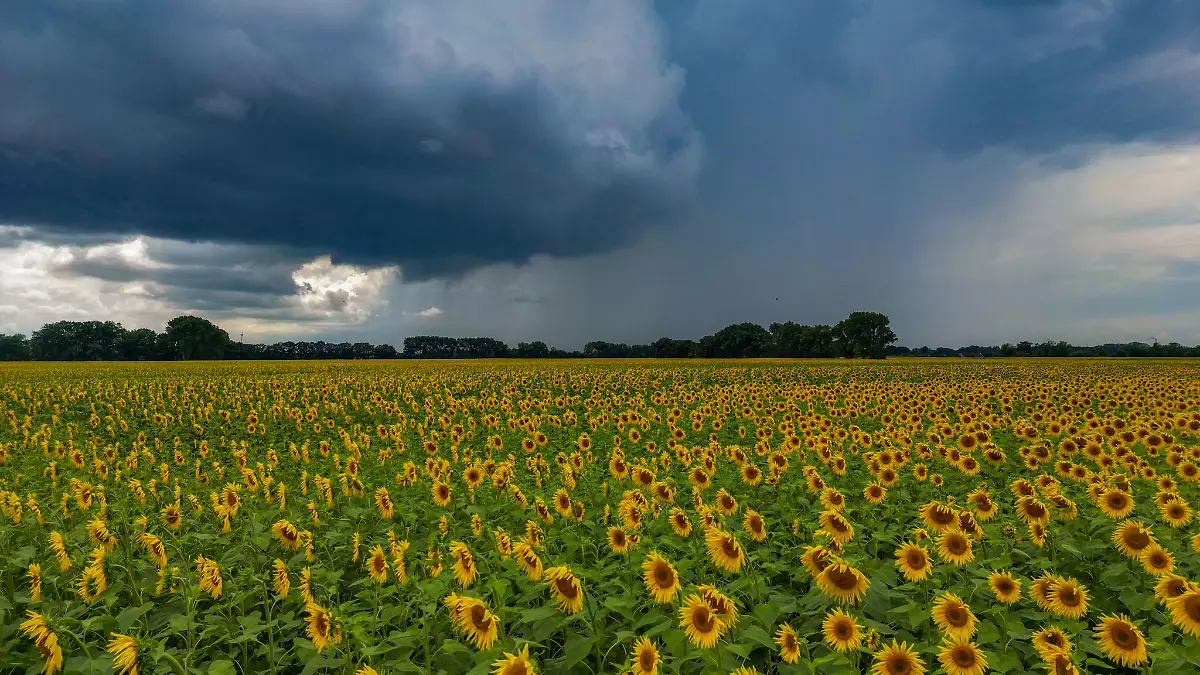 Wetter-Bilanz: Der Monat Juli war im gesamten Norden kühl und regenreich. (Symbolbild)