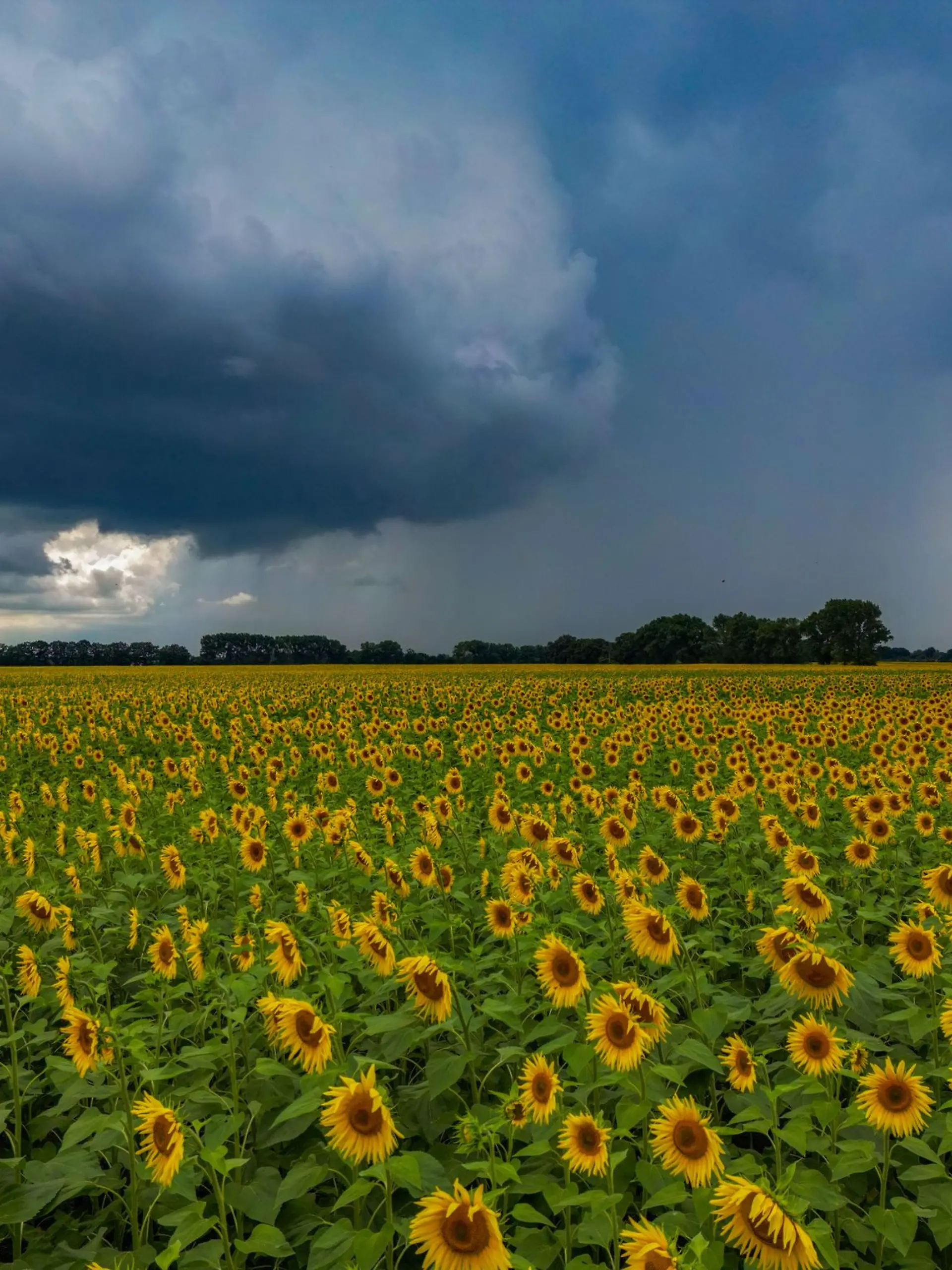 Wetter-Bilanz: Der Monat Juli war im gesamten Norden kühl und regenreich. (Symbolbild)