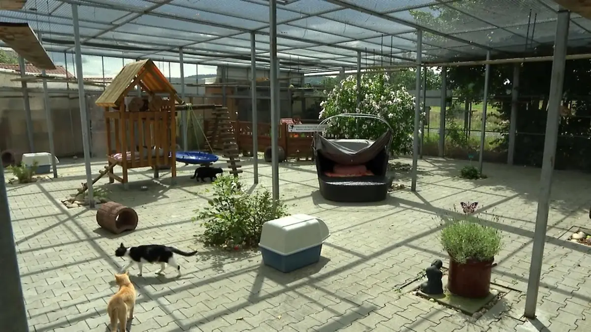 165 Katzen müssen die Tierschützer versorgen Hessische Tierheime schlagen Alarm!