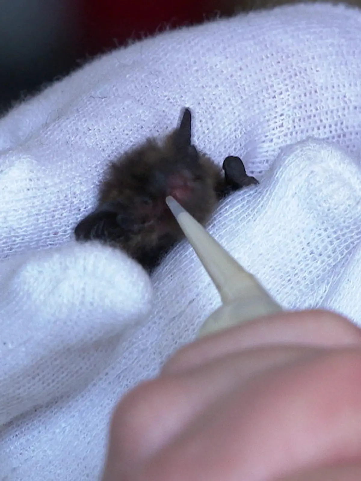 Bild zu: ""Bat(e)s Motel" ohne Horror Szenen"