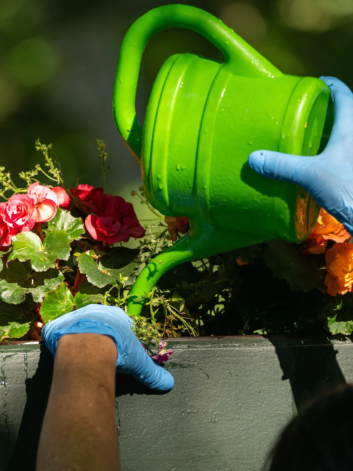 Bild zu: "Haustiere hüten, Pflanzen gießen - wann wird ein „Freundschaftsdienst“ zur Schwarzarbeit?"
