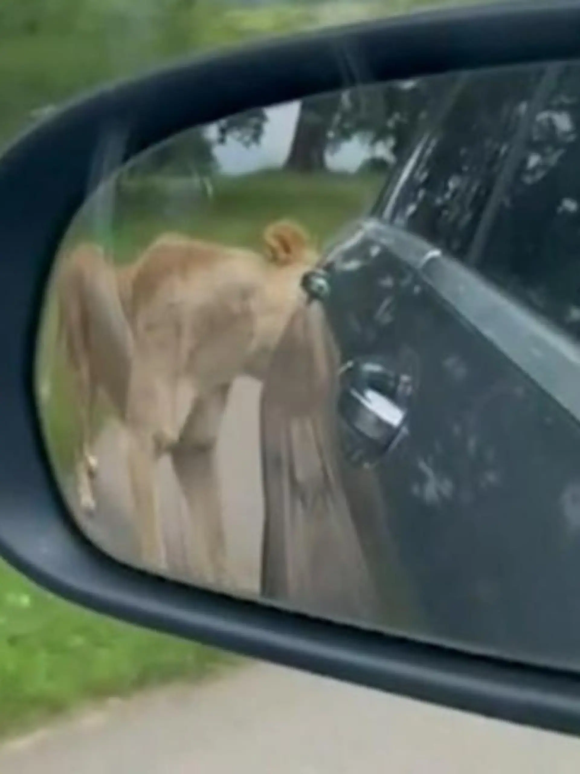 Bild zu: "Plötzlich beißt er zu! Familie erlebt Löwen-Schock in Safari-Park"