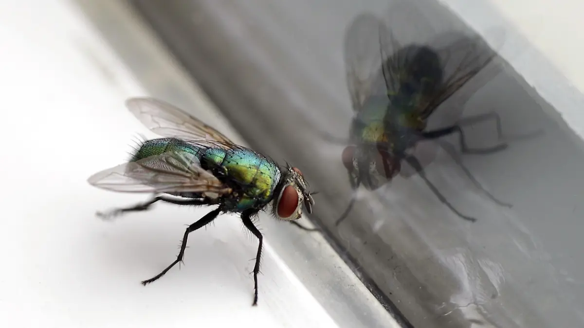 Closeup of a housefly with its reflection in a glass window