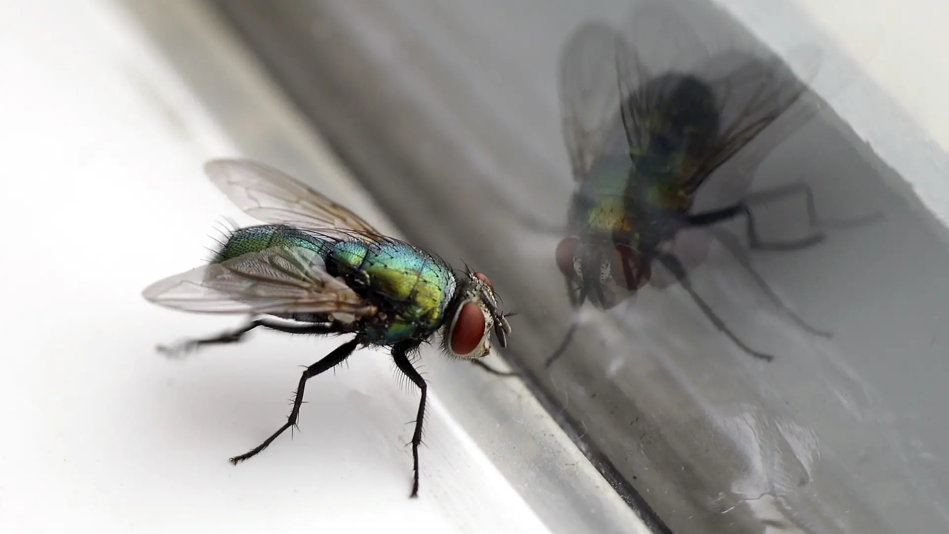Closeup of a housefly with its reflection in a glass window