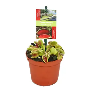 Venusfliegenfalle (Dionaea muscipula)