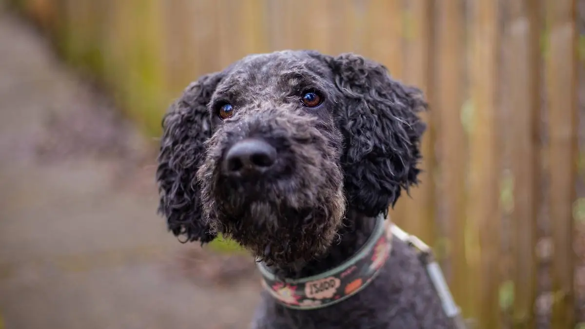 Pelle ist beim Tierheim in Kiel gemeldet, befindet sich gerade aber in einer Hundepension.