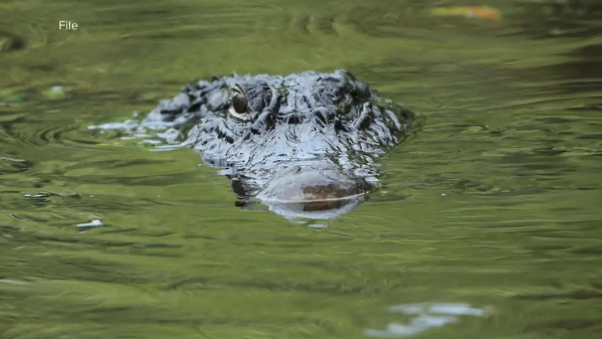 Ein Alligator  im Wasser
