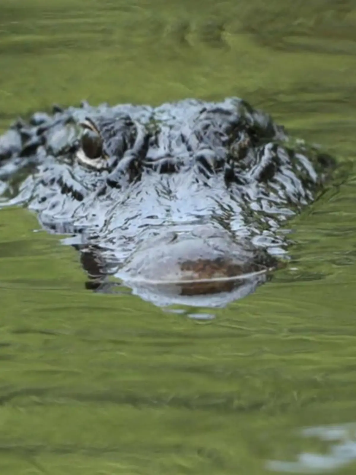 Ein Alligator  im Wasser