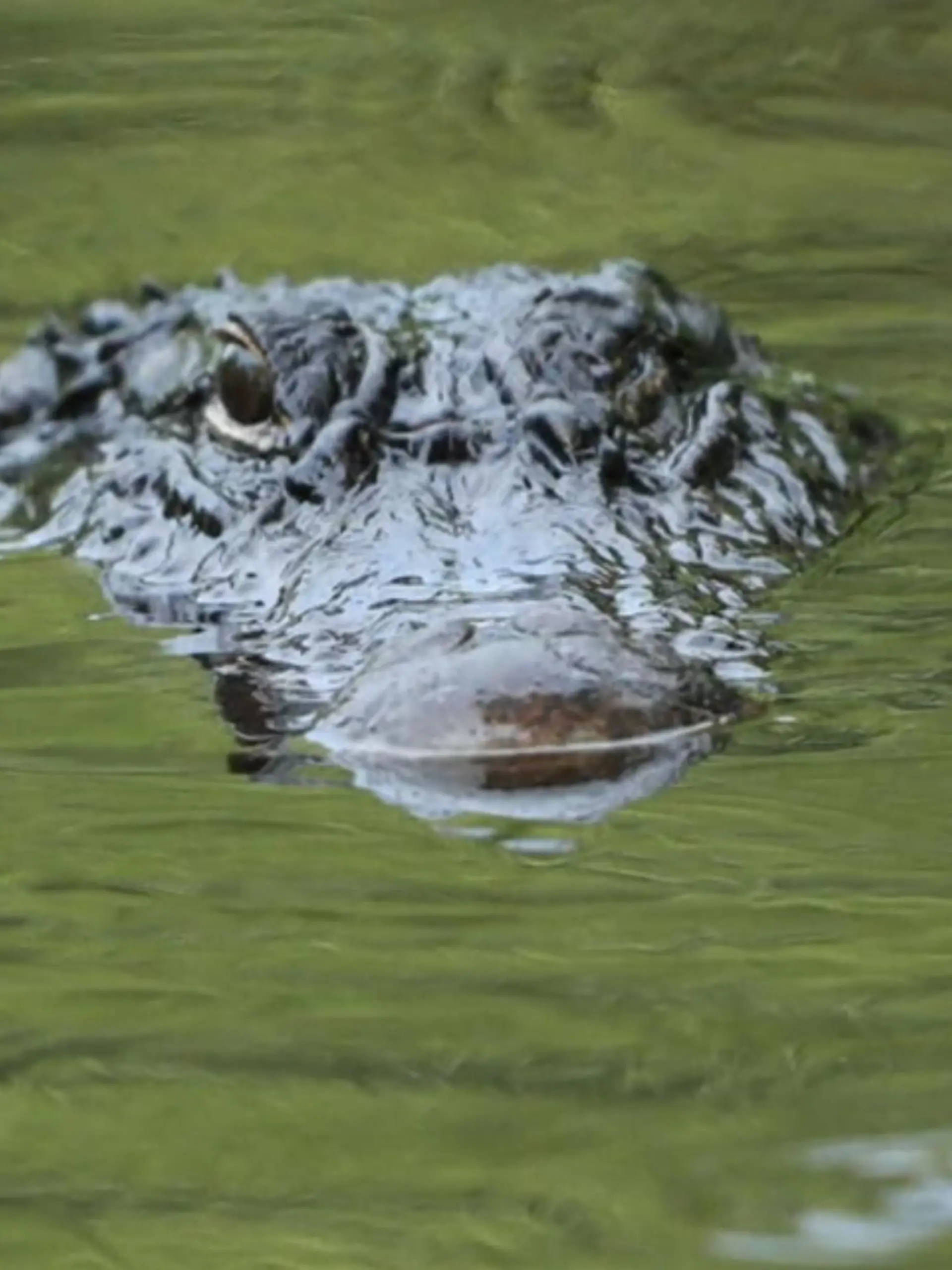 Ein Alligator  im Wasser