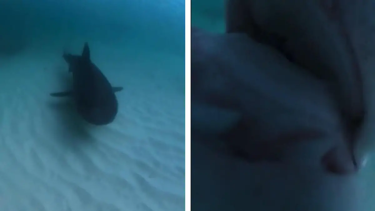 HAIsshunger! Raubfisch frisst Unterwasserkamera Das sieht sonst nur die Beute!