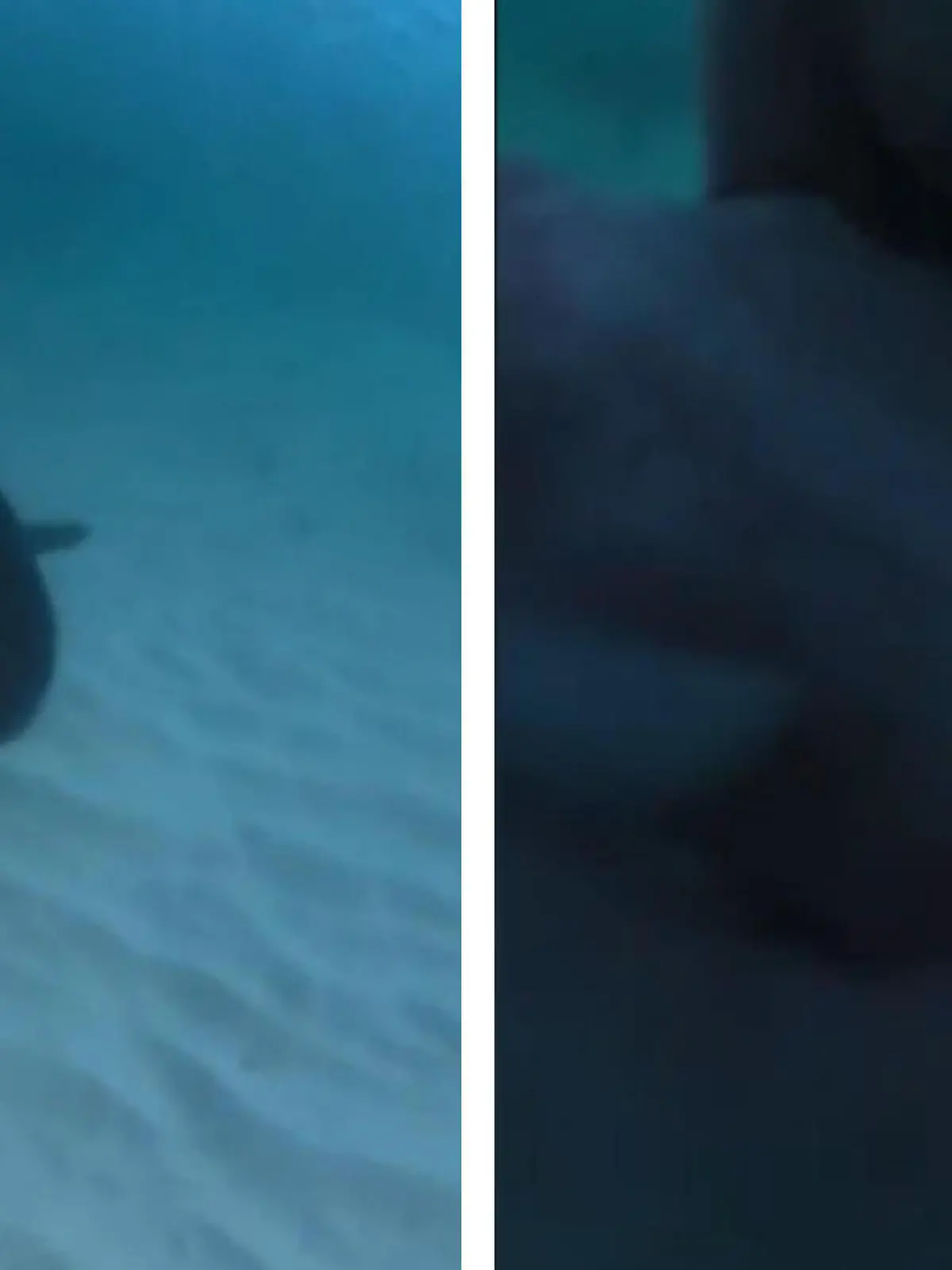 Dieser Hai hat wohl heißhunger. Kurzerhand schnappt er sich mehrere Male die Kamera eines Tauchers. Der ist wohl froh, dass der Hai es (bisher) nur auf die Kamera abgesehen hat. Ob der Hai ablässt, seht ihr im Video!