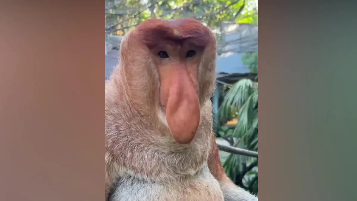 Der hat aber einen langen Rüssel! Affe begeistert Touris Thaddäus, bist du's?!