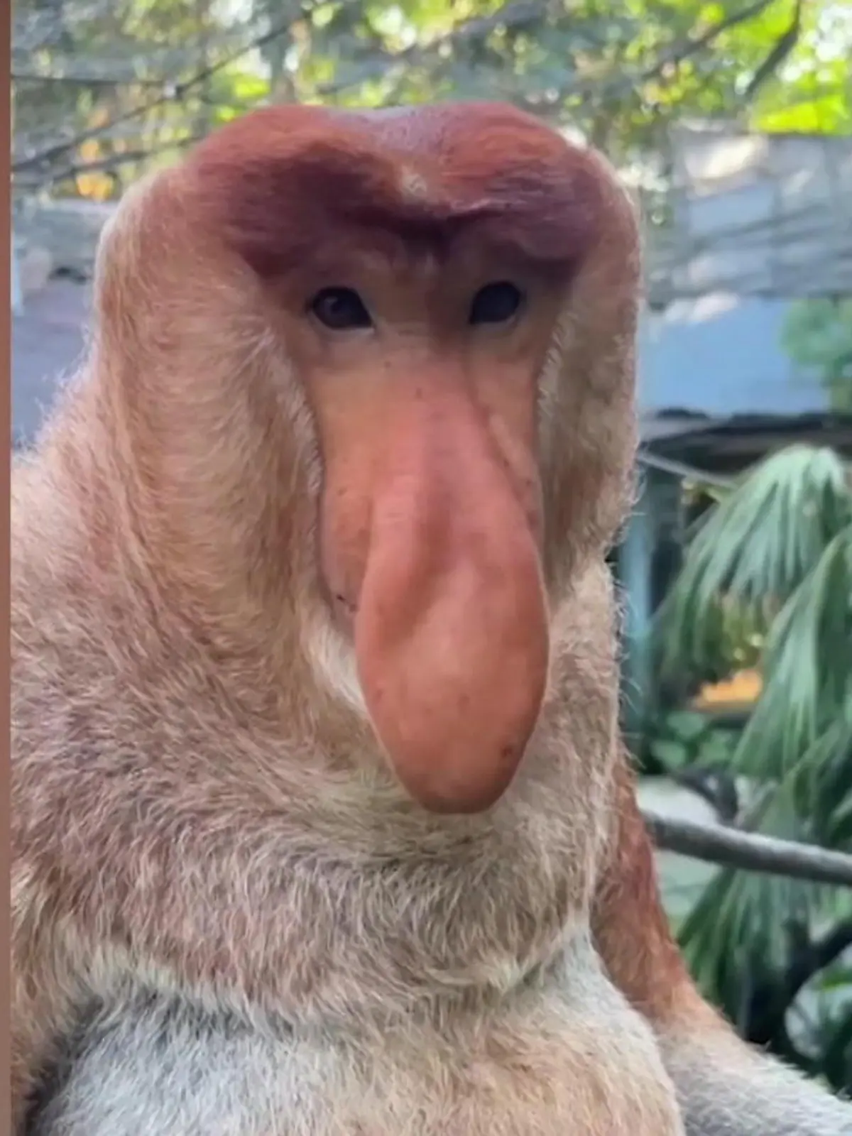 Dieser Affe hat eine ganz schön lange Nase! Doch das ist gar nichts ungewöhnliches. Seine Art nennt sich Nasenaffe und begeistert Zoobesucher in China mit diesem ungewöhnlichen Aussehen. Wozu die gigantische Nase gut ist, erfahrt ihr im Video!
