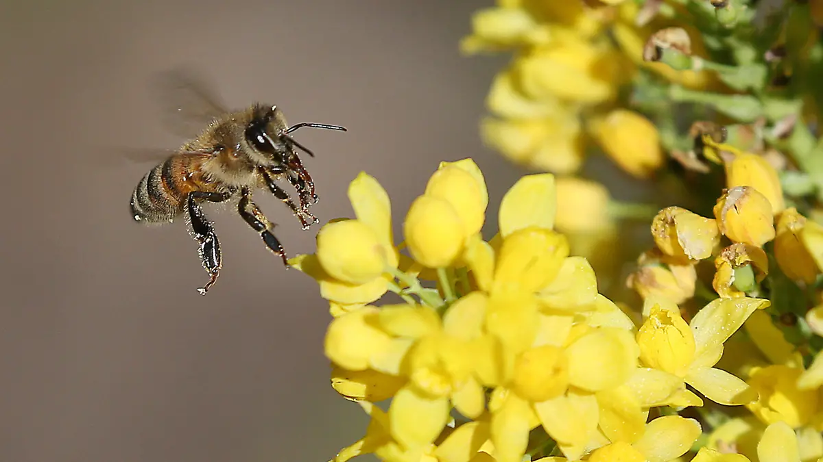 06.05.2022, Berlin: Eine Honigbiene fliegt die Blüten einer gewöhnlichen Mahonie, ein Berberitzengewächs, an, um Nektar zu sammeln. Nebenbei sorgt sie damit auch für die Bestäubung - in erster Linie bei Obstbäumen. Foto: Wolfgang Kumm/dpa +++ dpa-Bildfunk +++