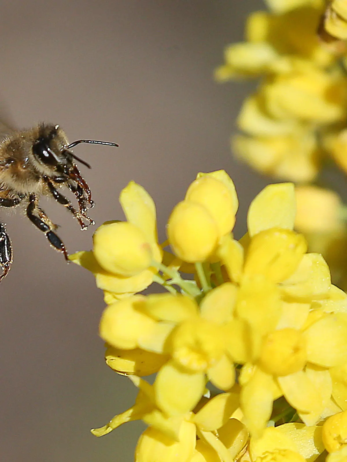 06.05.2022, Berlin: Eine Honigbiene fliegt die Blüten einer gewöhnlichen Mahonie, ein Berberitzengewächs, an, um Nektar zu sammeln. Nebenbei sorgt sie damit auch für die Bestäubung - in erster Linie bei Obstbäumen. Foto: Wolfgang Kumm/dpa +++ dpa-Bildfunk +++