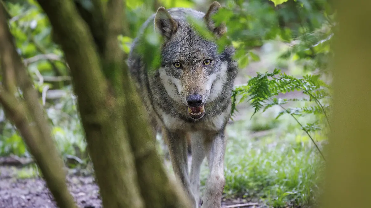 Wolf (Canis lupus), Deutschland, Europa