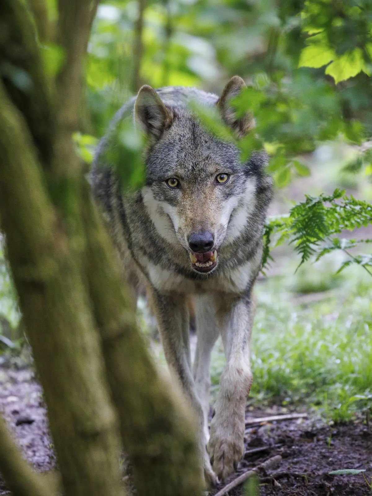 Wolf (Canis lupus), Deutschland, Europa