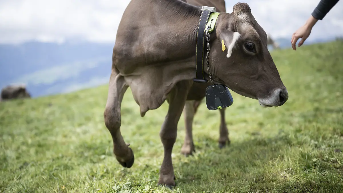 Eine Kuh mit Sendegeraet eines virtuellen Zaunes, aufgenommen bei einer Demonstration der Forschungsprojekte der Versuchsstation Berg- und Alplandwirtschaft der Forschungsanstalt Agroscope, am Dienstag, 2. Juli 2024, auf der Alp dil Plaun in Scheid. Die ?Glocke? des virtuellen Zaunes gibt Gerauesche und leichte Stromstoesse ab, wenn die Kuh das Weidegebebiet verlaesst. Das System wird derzeit getestet, ist aber in der Schweiz noch nicht zugelassen.