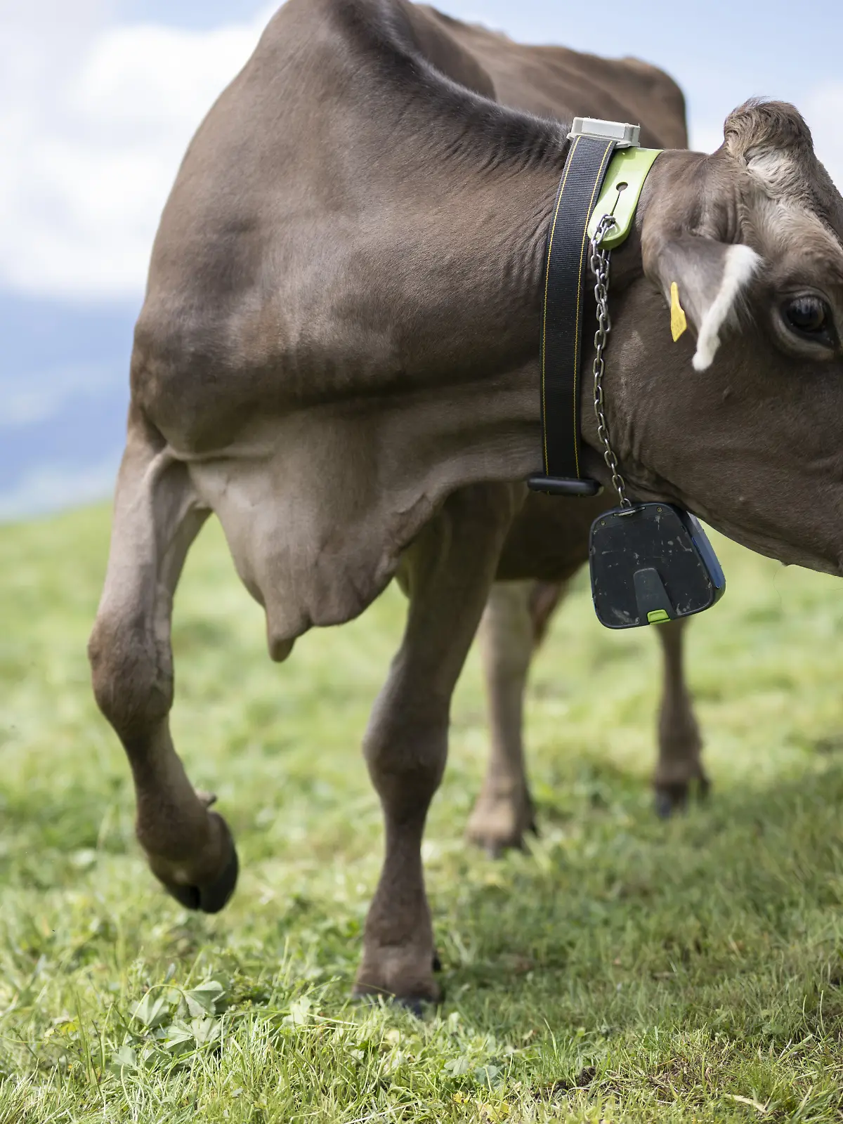 Eine Kuh mit Sendegeraet eines virtuellen Zaunes, aufgenommen bei einer Demonstration der Forschungsprojekte der Versuchsstation Berg- und Alplandwirtschaft der Forschungsanstalt Agroscope, am Dienstag, 2. Juli 2024, auf der Alp dil Plaun in Scheid. Die ?Glocke? des virtuellen Zaunes gibt Gerauesche und leichte Stromstoesse ab, wenn die Kuh das Weidegebebiet verlaesst. Das System wird derzeit getestet, ist aber in der Schweiz noch nicht zugelassen.