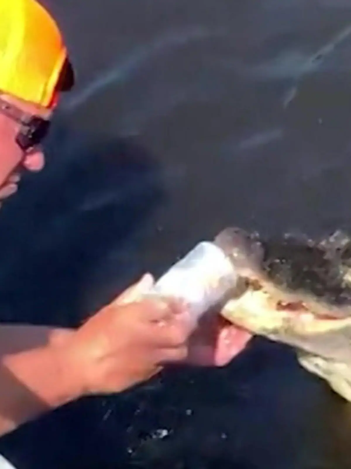 Bild zu: "Nur um seine Jungs zu beeindrucken! Florida-Tourist missbraucht Alligator als Bieröffner"