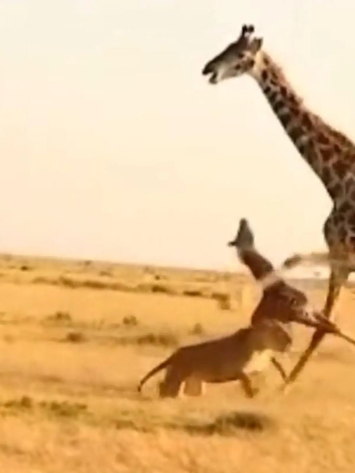 Diese Giraffen-Mama möchte eigentlich nur ihr Kind beschützen. Ein Löwe greift an. Mutig stampft sie mit ihren schweren Hufen auf den Boden. Doch sie tötet nicht den Angreifer - sondern ihr eigenes Kind. Den tragischen Vorfall, seht ihr im Video!