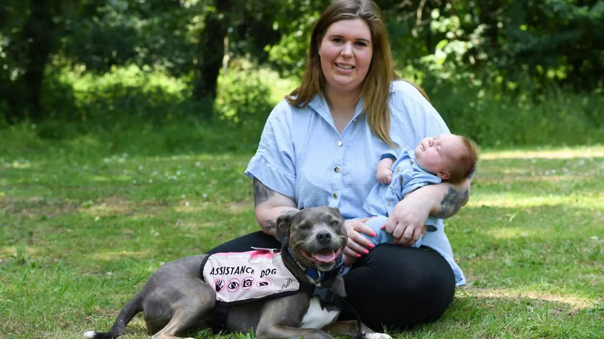 SONDERKONDITIONEN: Satzpreis!
Amee Tomkin, her assistance dog Belle and her new son Olly. See SWNS story SWLNdog. Meet the UK's first doggy midwife who helped her pregnant owner through child birth inside a maternity ward. Amee Tomkin's assistance dog Belle, two, is believed to be one of the first dogs in the UK ever to be allowed on a hospital labour ward. The two-year-old Staffordshire Bull Terrier accompanied Amee, 33, through fertility treatment, as well as scans and midwife appointments throughout her pregnancy. And the dog was so well behaved that Milton Keynes University Hospital, Bucks, allowed her to support nervous Amee on the maternity ward before had a caesarean op in April.  / action press