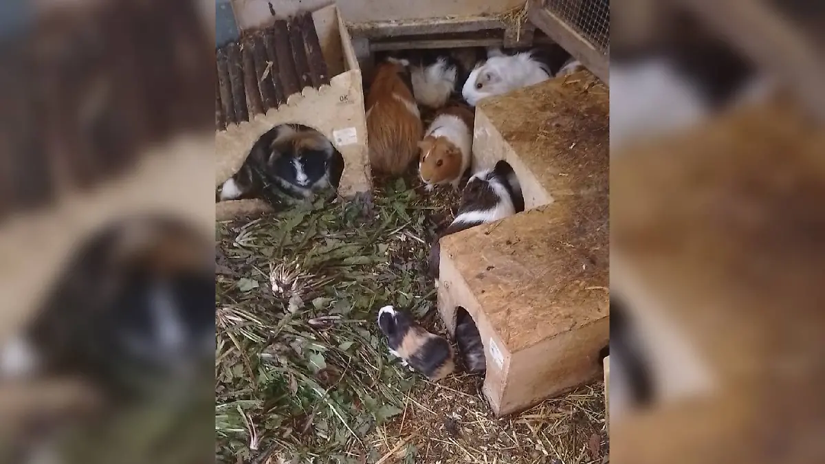 Meerschweinchen bei Tierliebhaber in Bad Harzburg ausgesetzt