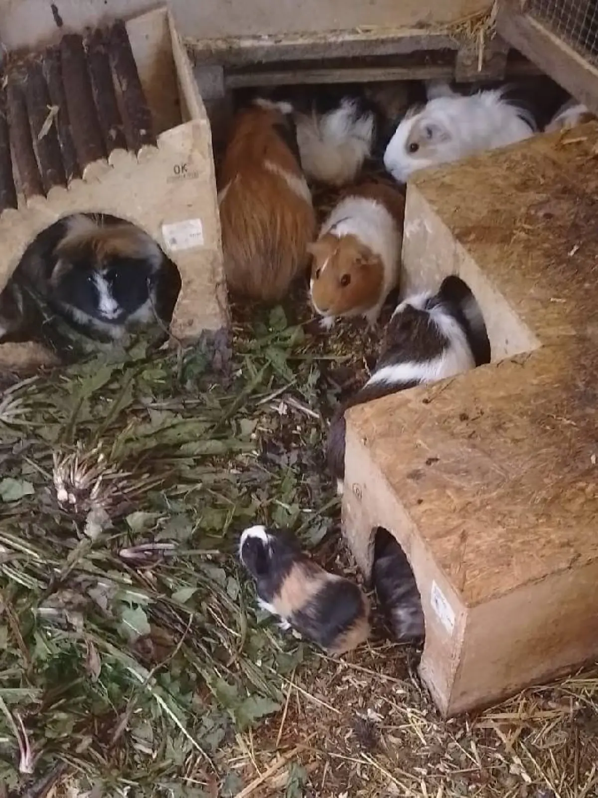 Meerschweinchen bei Tierliebhaber in Bad Harzburg ausgesetzt