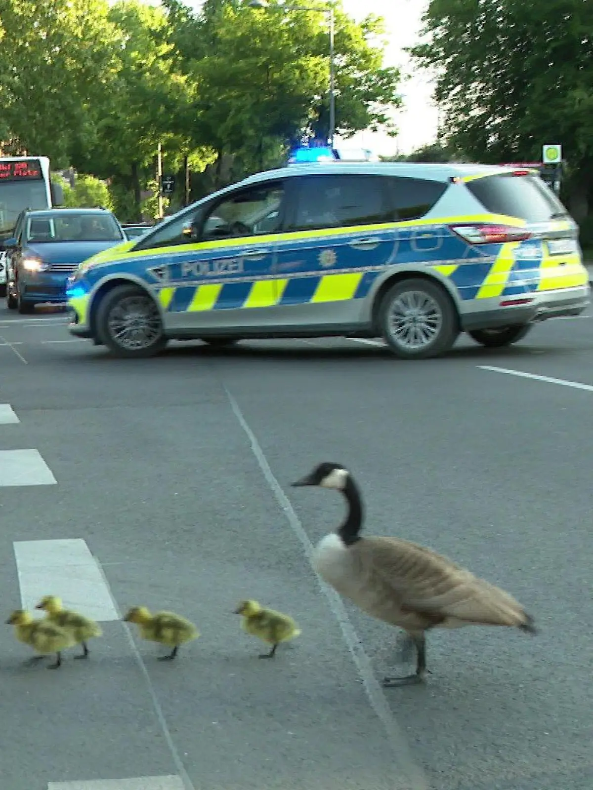 Eine Gänsefamilie hatte sich am Deutzer Bahnhof verirrt. Glücklicherweise war die Polizei rechtzeitig zur Stelle.