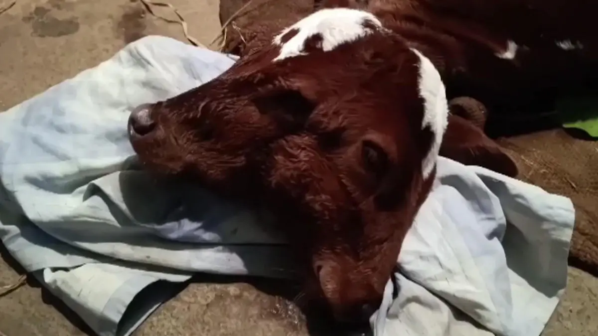 Kalb kommt mit zwei Köpfen zur Welt Sensation im Stall
