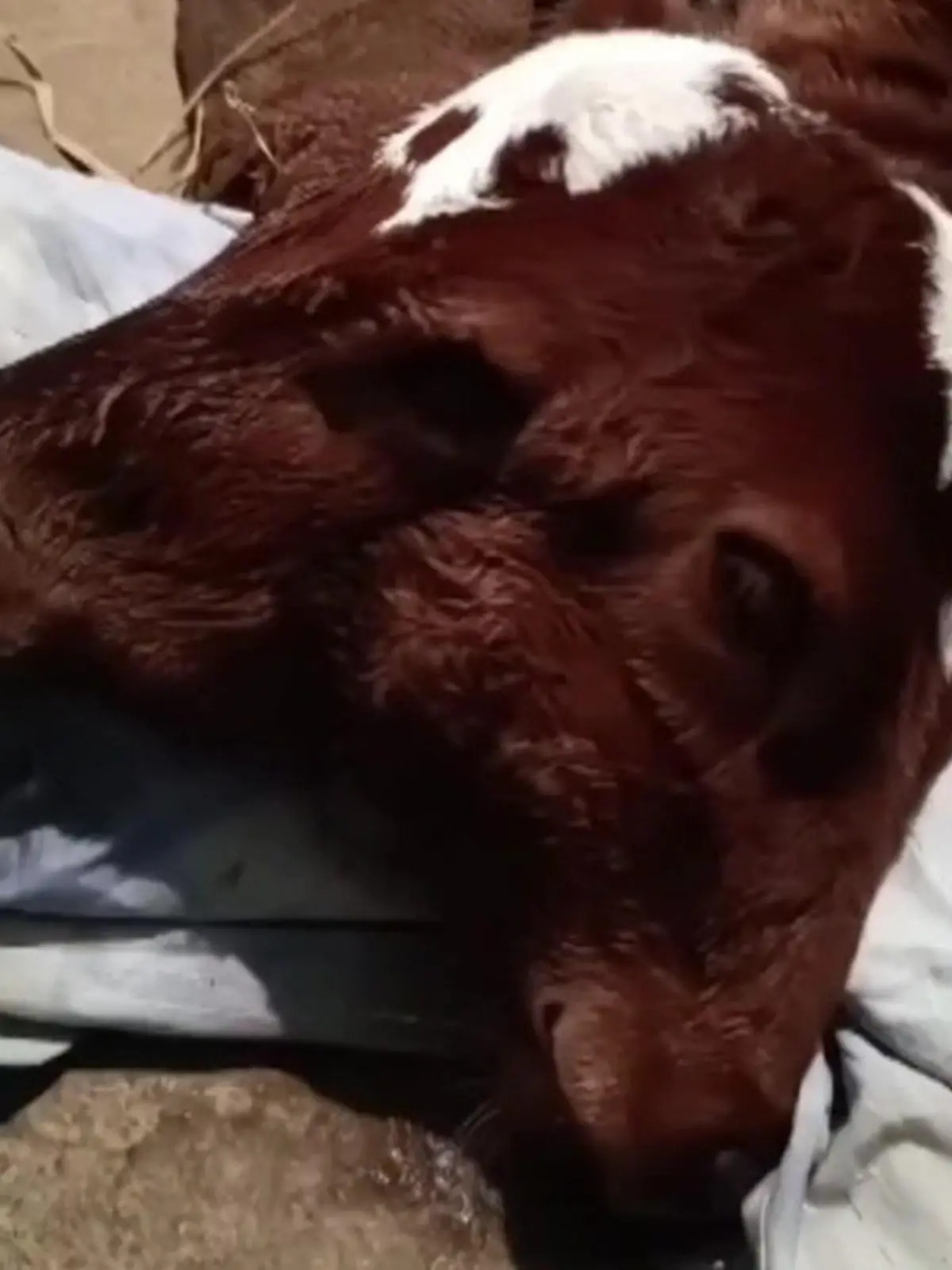 In Indien kauft ein Viehhändler eine schwangere Kuh. Etwa eine Woche später bringt sie ihr Kalb zur Welt. Zur Überraschung des Händlers hat das Tier zwei Köpfe.