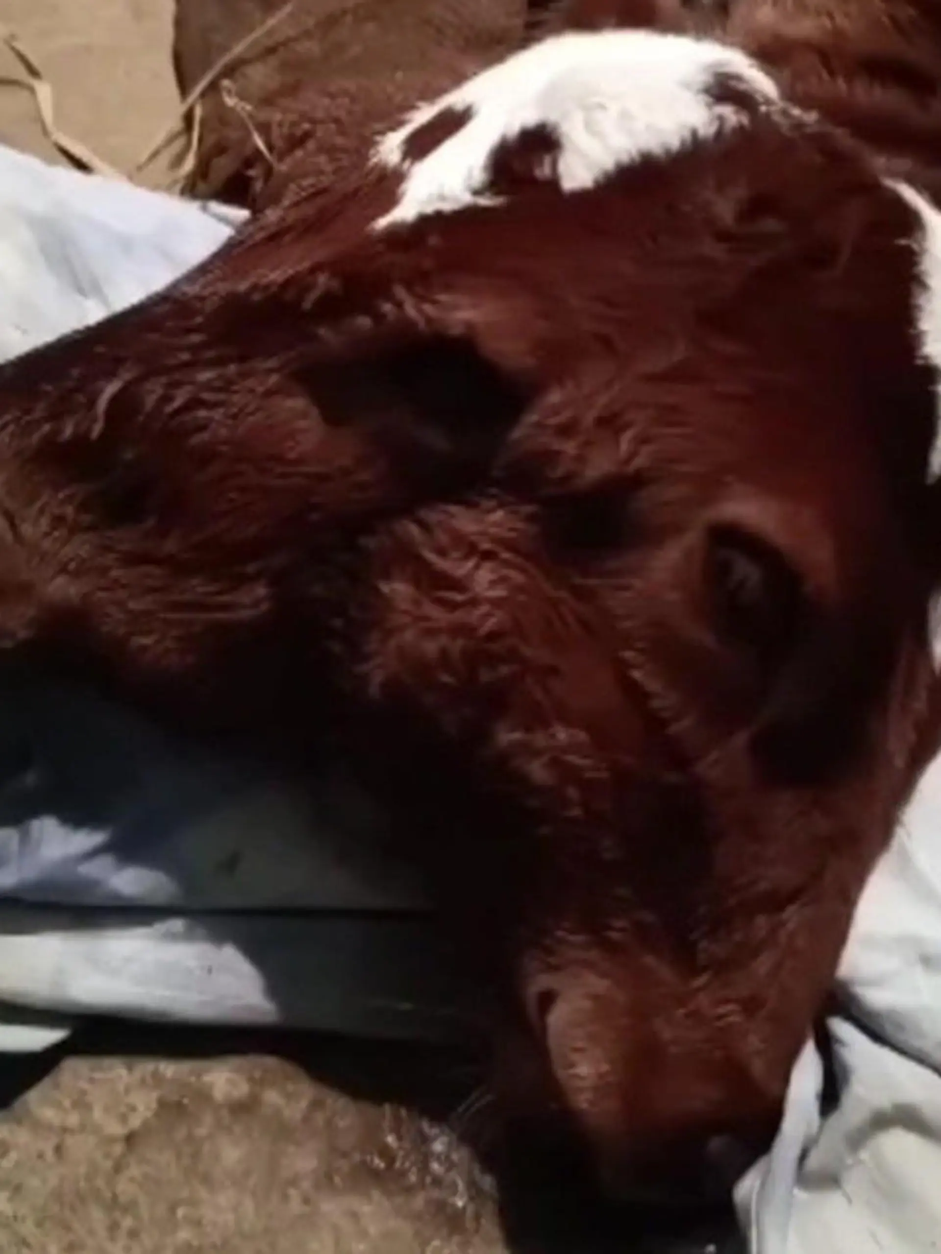 In Indien kauft ein Viehhändler eine schwangere Kuh. Etwa eine Woche später bringt sie ihr Kalb zur Welt. Zur Überraschung des Händlers hat das Tier zwei Köpfe.