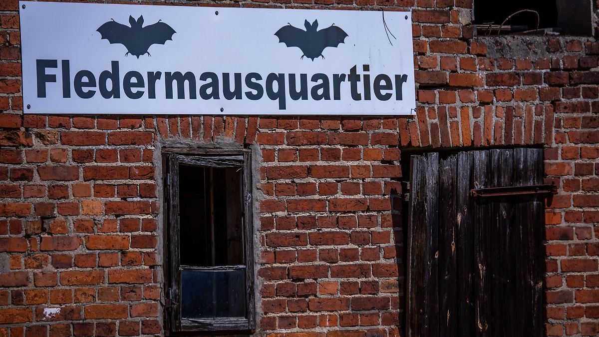 Quartiere-f-r-Flederm-use-immer-mehr-gef-hrdet
