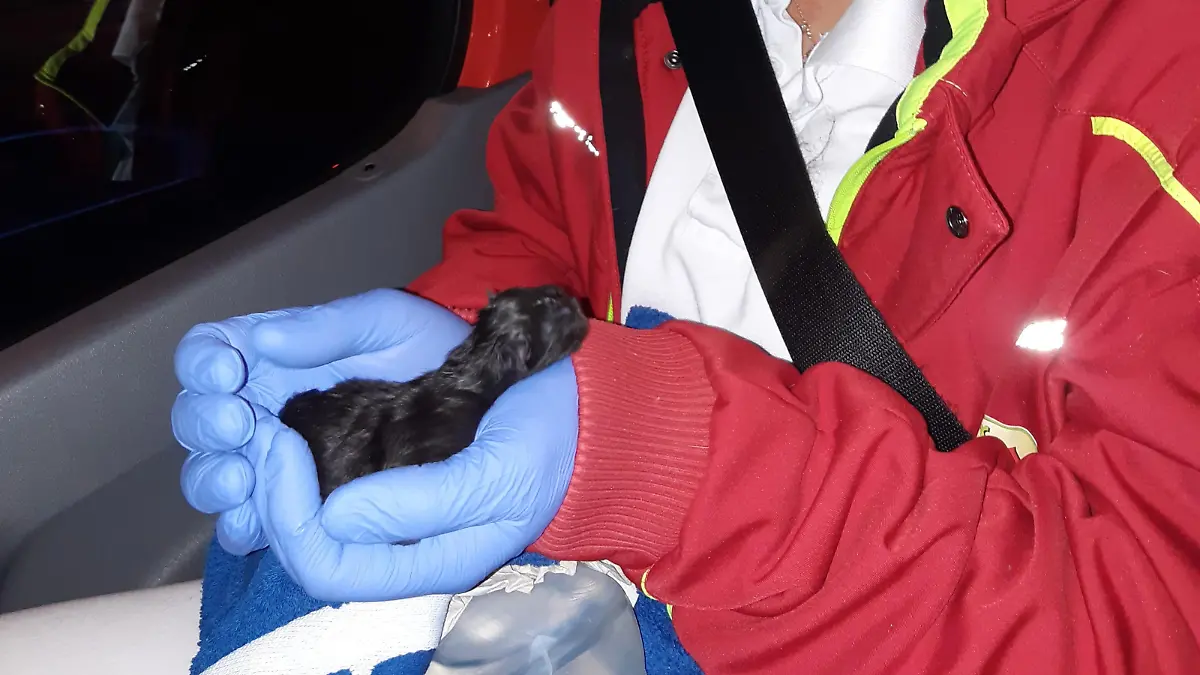 Die Münchner Tierrettung versorgte das Baby-Kätzchen