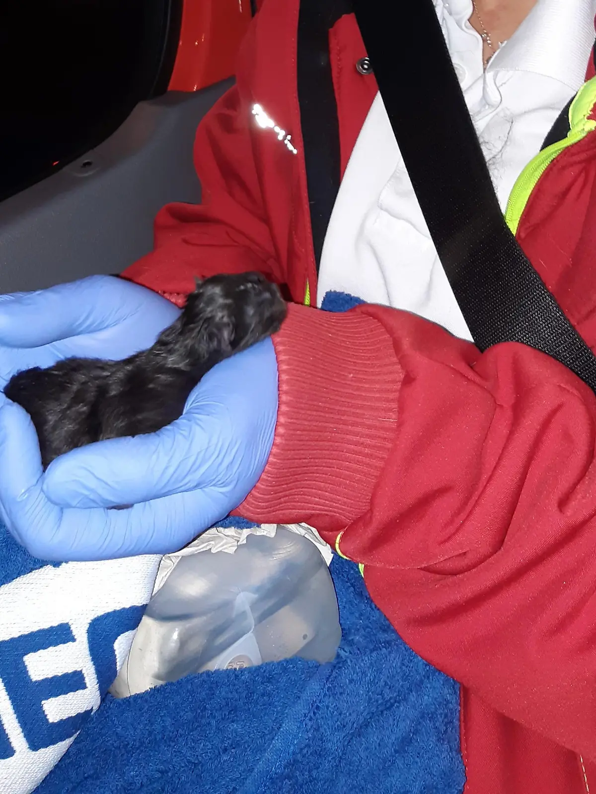 Die Münchner Tierrettung versorgte das Baby-Kätzchen