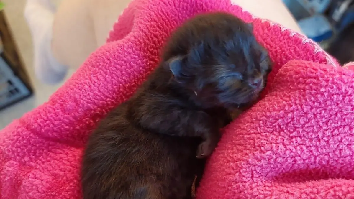 Tierpflegerin mit Baby-Katze