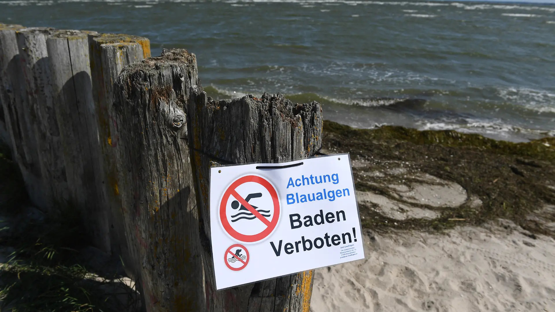 Ein Hinweisschild verbietet am Bodden bei Wampen (Vorpommern-Greifswald) das Baden, weil sich dort Blaualgen gebildet haben.