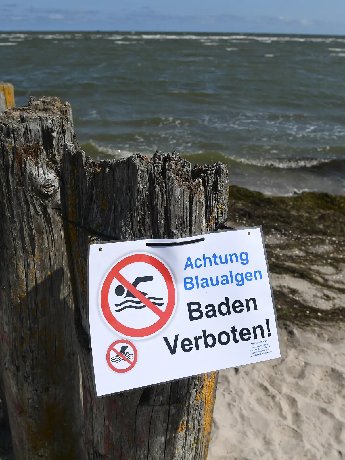 Ein Hinweisschild verbietet am Bodden bei Wampen (Vorpommern-Greifswald) das Baden, weil sich dort Blaualgen gebildet haben. 