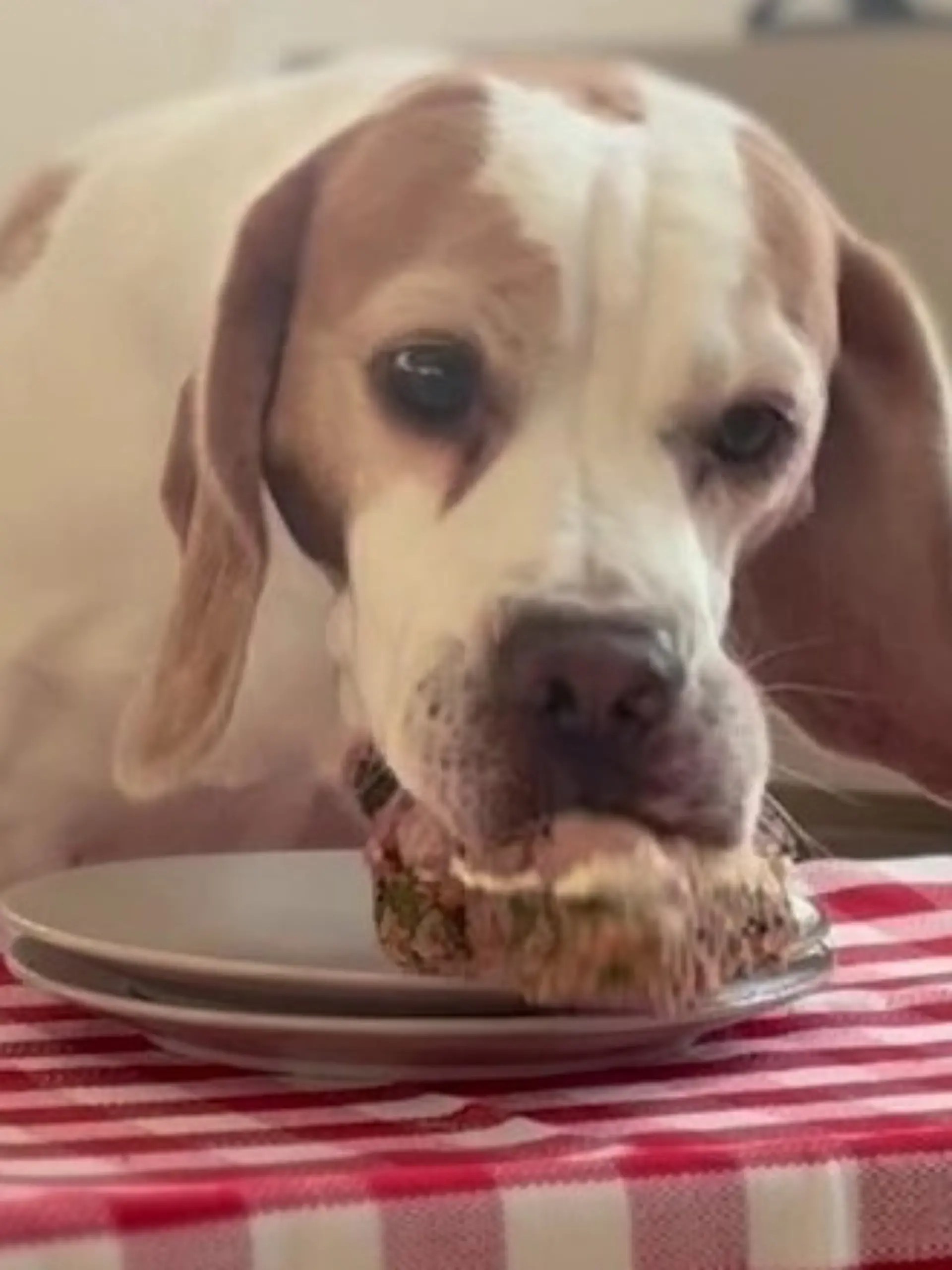 Leckere Hunde-Gerichte zum Nachkochen.