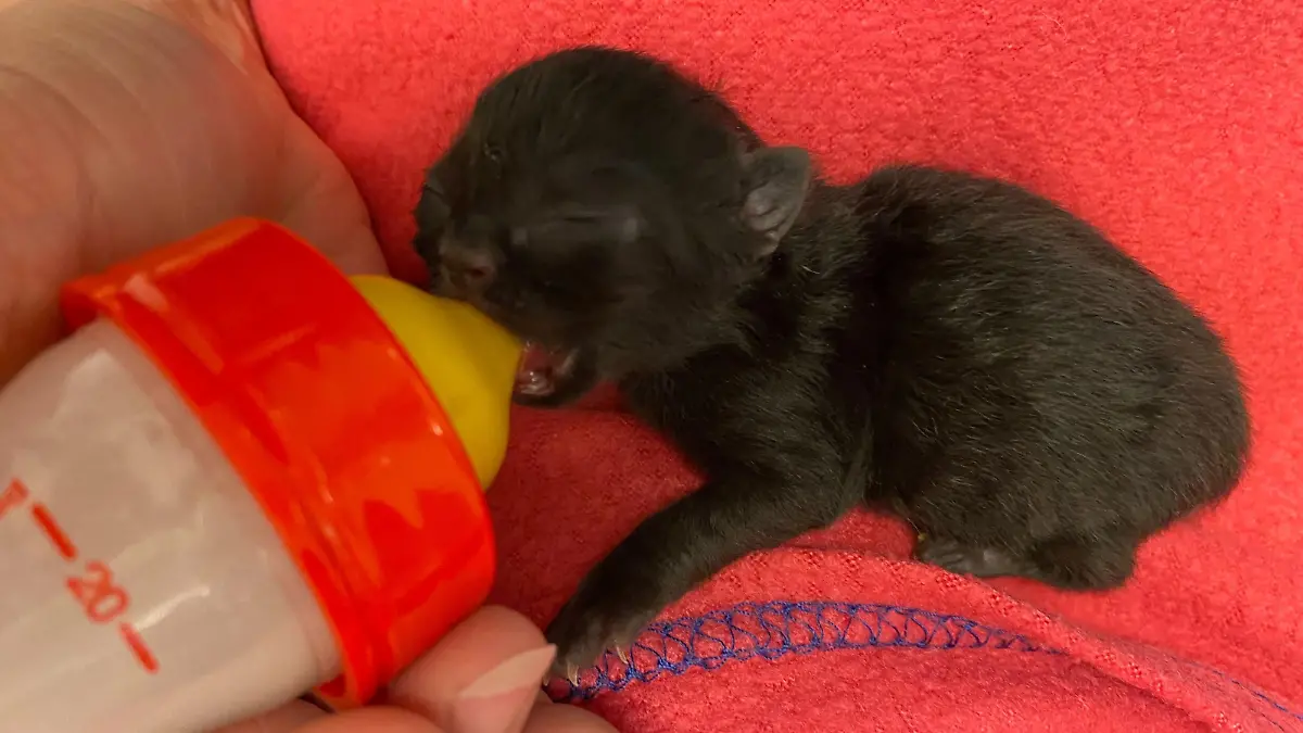 Katze trinkt Milch im Tierheim München