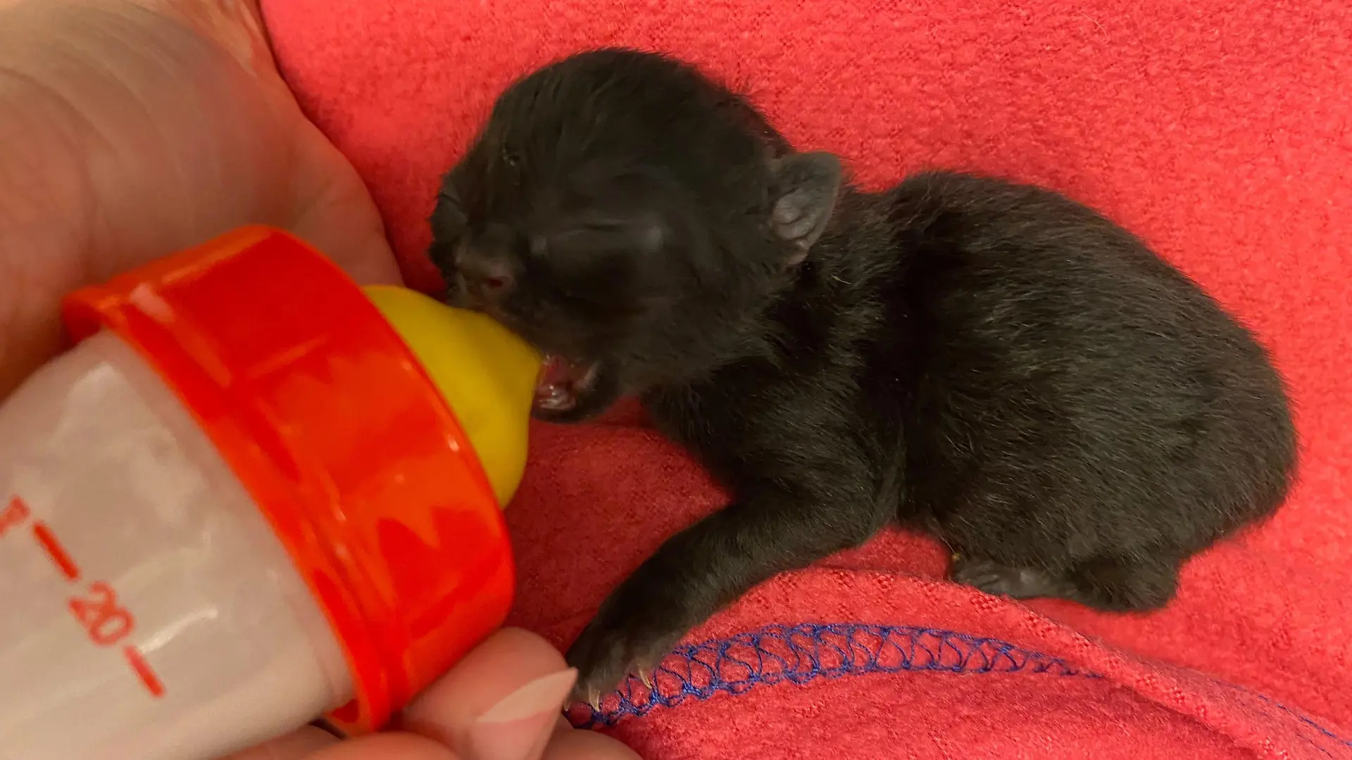 Katze trinkt Milch im Tierheim München