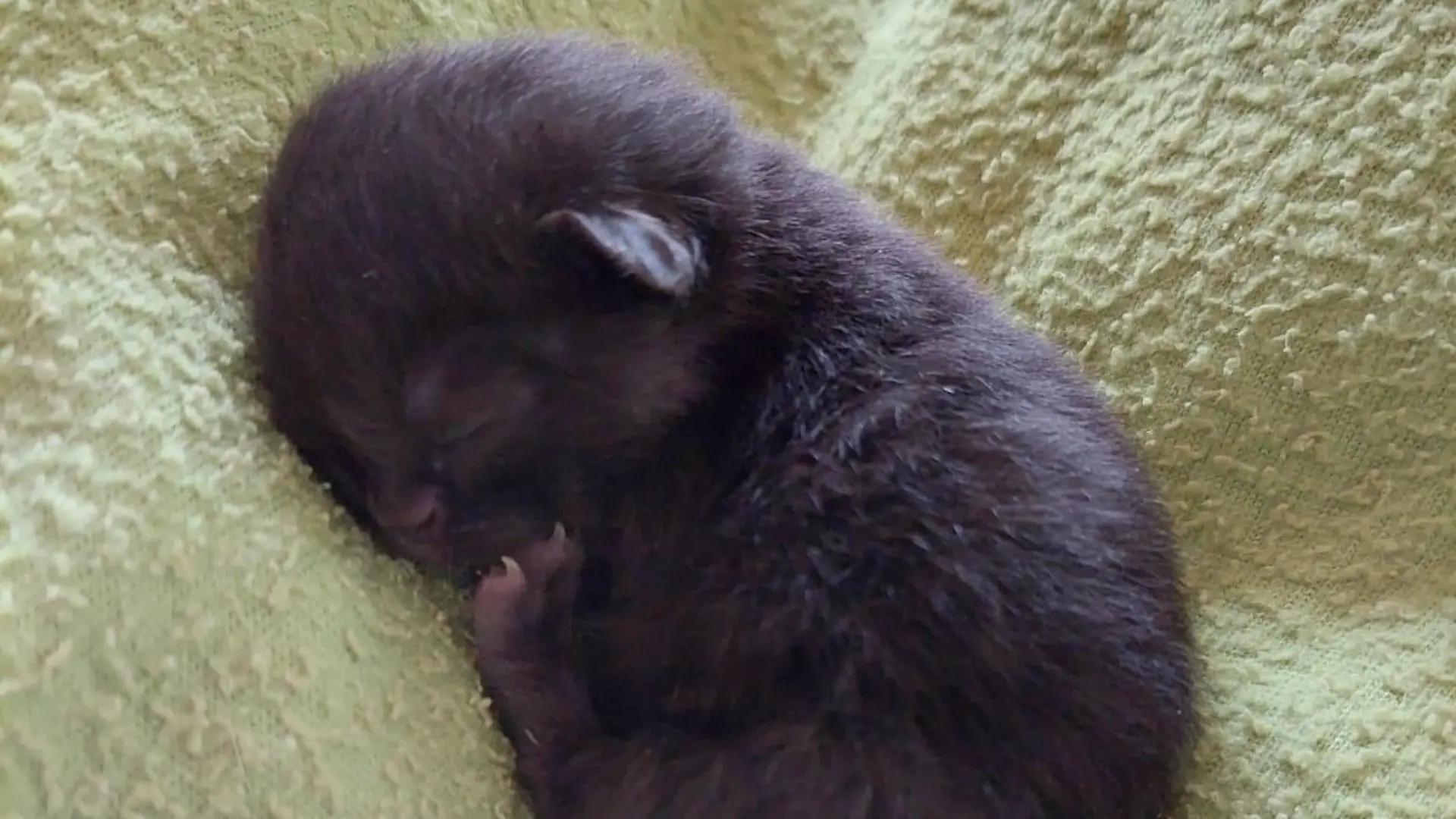 Tierheim München Baby-Katze schläft und erholt sich