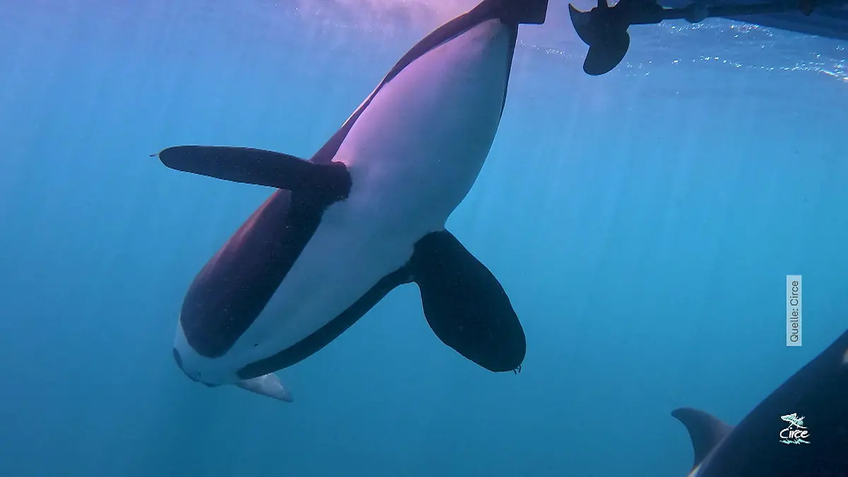 Warum rammen so viele Orcas Schiffe? Experte klärt auf