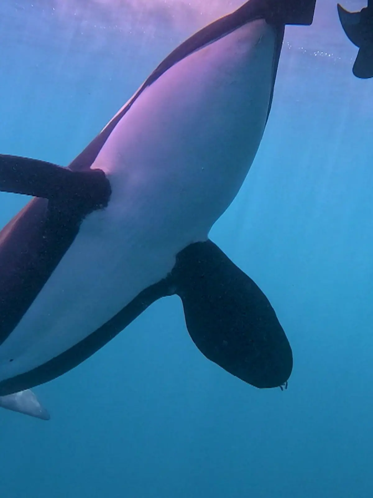 Bild zu: "Orca-Angriffe vor Gibraltar häufen sich - RTL auf Spurensuche"