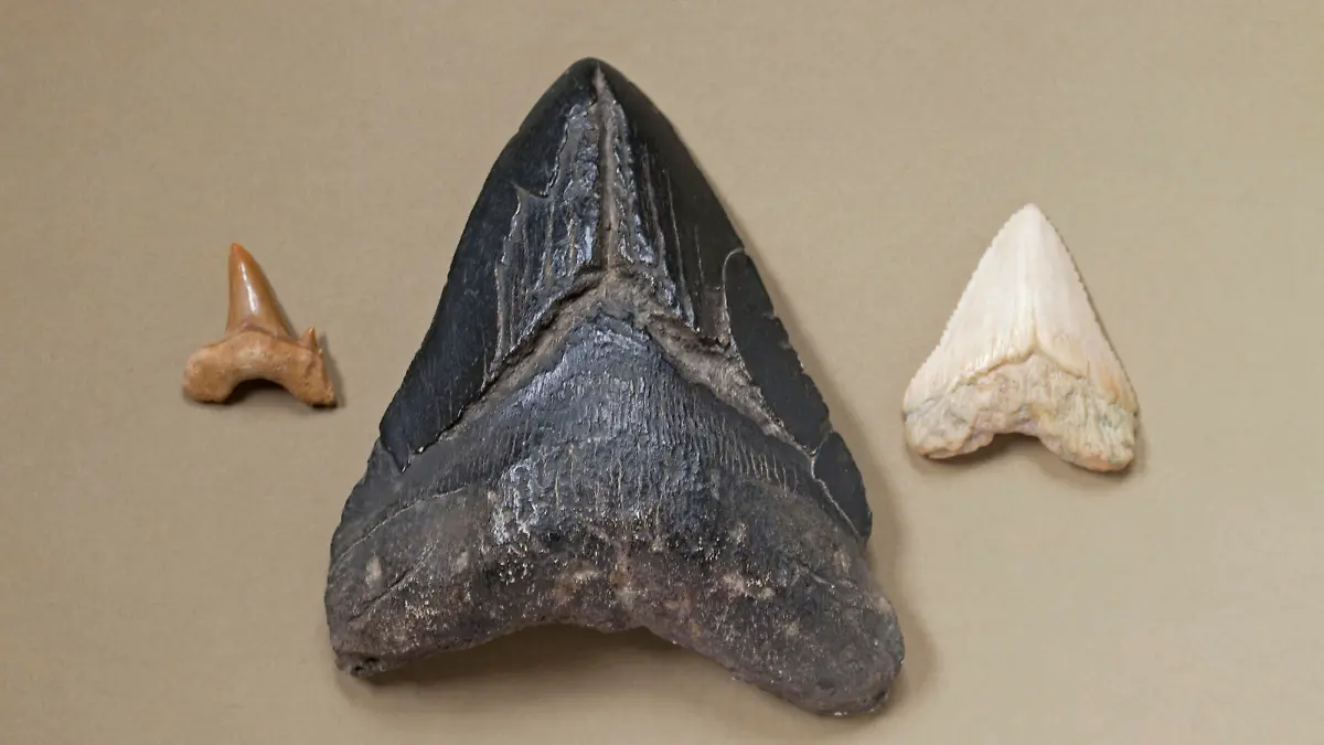 Megalodon tooth (centre), Great White Shark (Carcharodon carcharias) (right) tooth, small fossil shark's tooth (left). (Carcharocles megalodon )