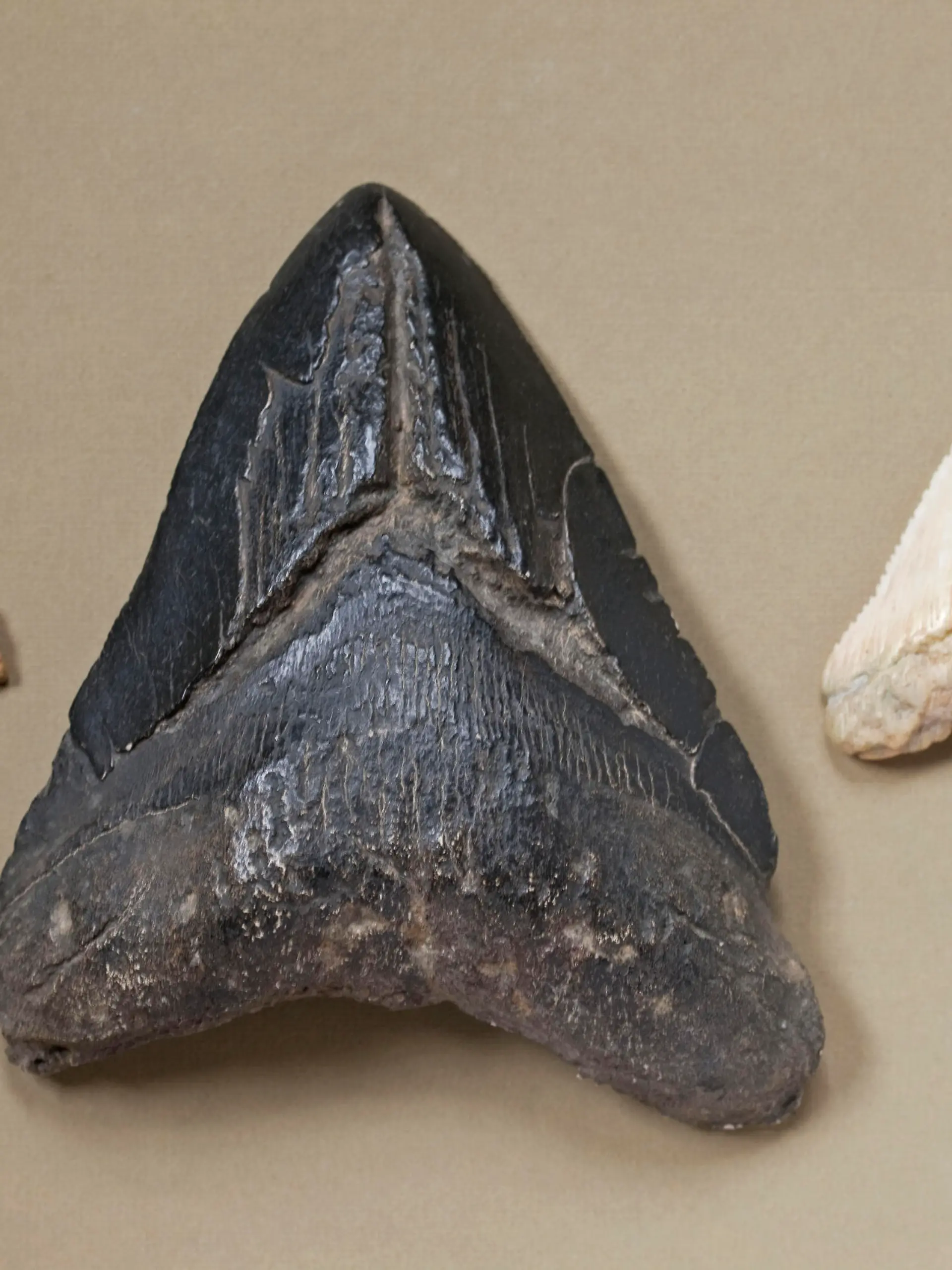 Megalodon tooth (centre), Great White Shark (Carcharodon carcharias) (right) tooth, small fossil shark's tooth (left). (Carcharocles megalodon )