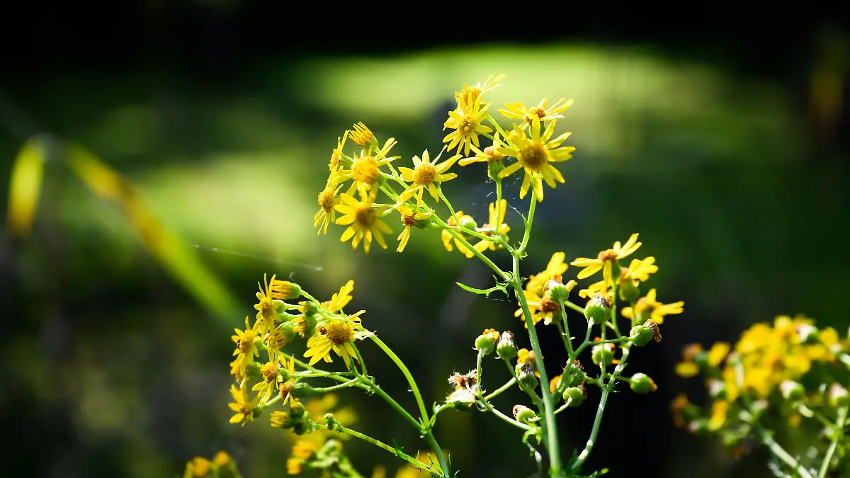 Das Vorkommen an Jakobskreuzkraut nimmt zu - vor allem in Norddeutschland, aber auch in anderen Teilen des Landes. Was ihr wissen solltet.