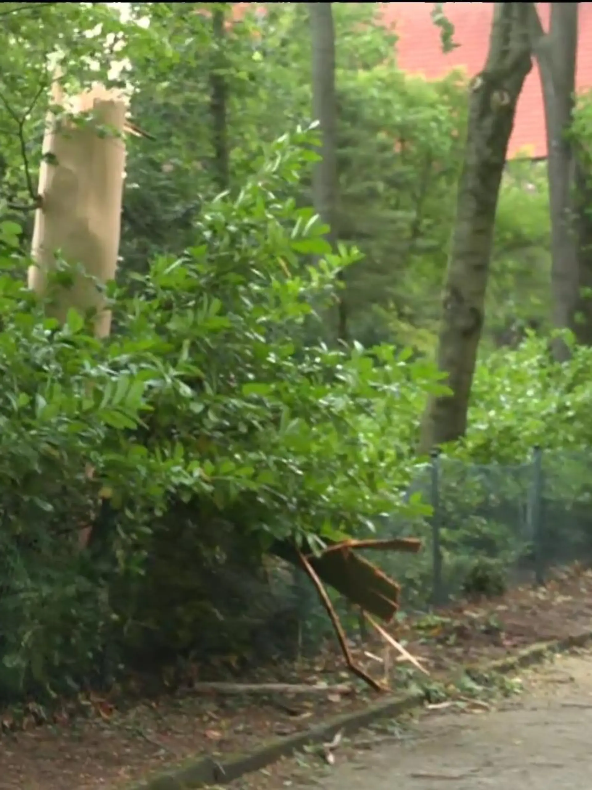 Während des Sturms im Emsland ist eine Frau am Mittwoch tödlich verletzt worden. Ein Baum stürzte auf die Fußgängerin in Rhede (Niedersachsen). Nach Polizeiangaben erlag sie noch vor Ort ihren Verletzungen.